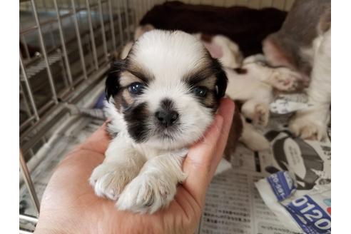 成約済の愛知県のシーズー-78940の2枚目