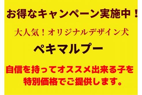 成約済の秋田県のマルプー:マルチーズ×トイプードル-78966の8枚目