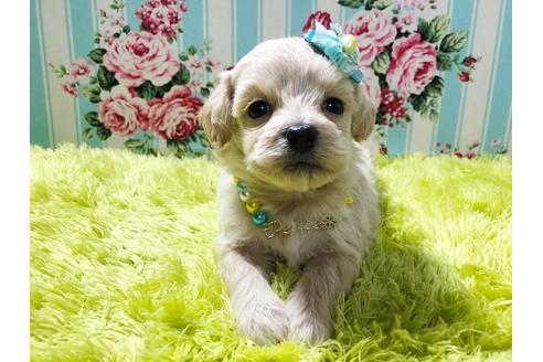 成約済の秋田県のミックス犬-78976の1枚目