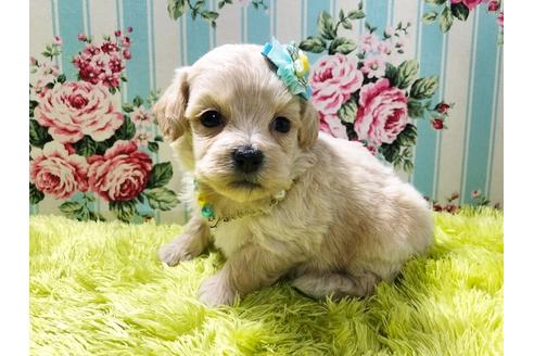 成約済の秋田県のミックス犬-78976の10枚目