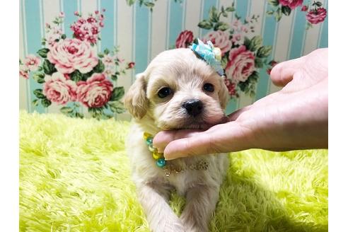 成約済の秋田県のミックス犬-78976の9枚目