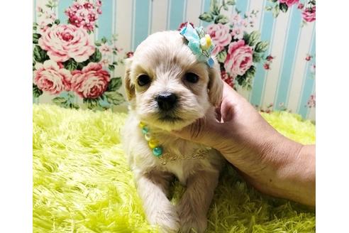 成約済の秋田県のミックス犬-78976の8枚目