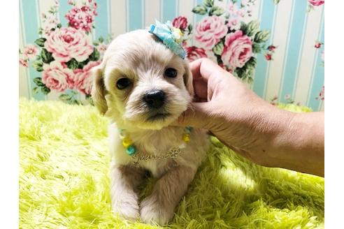 成約済の秋田県のミックス犬-78976の7枚目