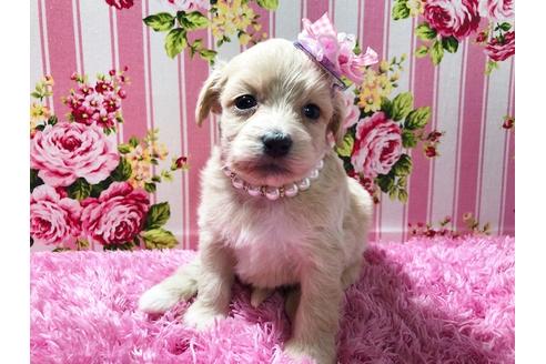 成約済の秋田県のミックス犬-78977の1枚目