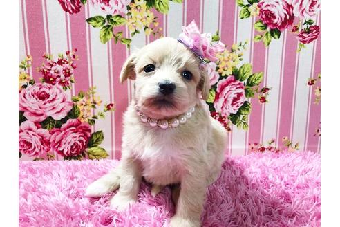 成約済の秋田県のミックス犬-78977の9枚目