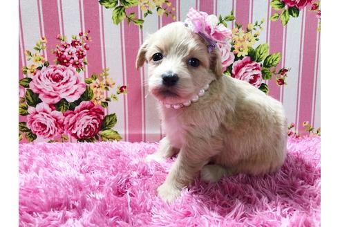 成約済の秋田県のミックス犬-78977の8枚目