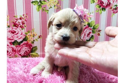 成約済の秋田県のミックス犬-78977の7枚目