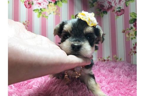 成約済の秋田県のミックス犬-78978の1枚目