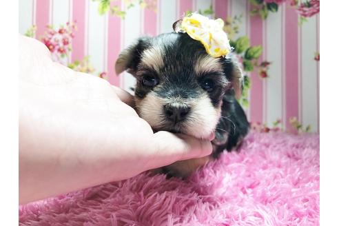 成約済の秋田県のミックス犬-78978の5枚目