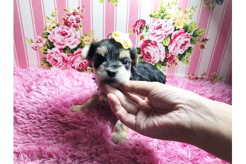 成約済の秋田県のミックス犬-78978の4枚目