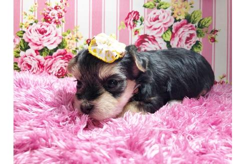 成約済の秋田県のミックス犬-78978の3枚目