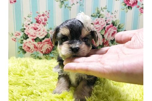 成約済の秋田県のミックス犬-78979の1枚目