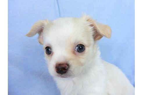 成約済の千葉県のチワワ(ロングコート)-78786の3枚目