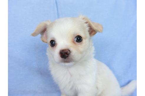 成約済の千葉県のチワワ(ロングコート)-78786の2枚目