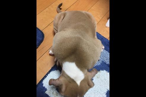 成約済の佐賀県のアメリカンピットブルテリア-75237の24枚目