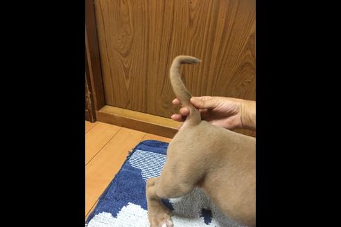 成約済の佐賀県のアメリカンピットブルテリア-75237の23枚目
