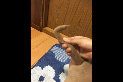 成約済の佐賀県のアメリカンピットブルテリア-75237の21枚目
