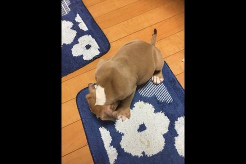 成約済の佐賀県のアメリカンピットブルテリア-75237の19枚目