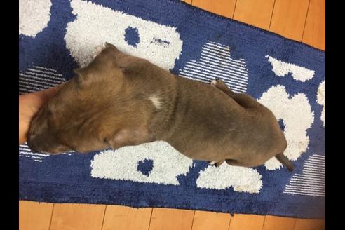 成約済の佐賀県のアメリカンピットブルテリア-75855の5枚目