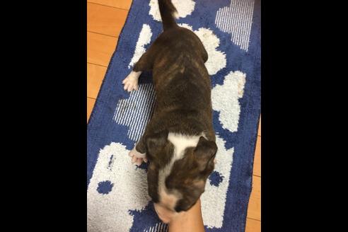 成約済の佐賀県のアメリカンピットブルテリア-75854の29枚目