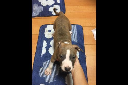 成約済の佐賀県のアメリカンピットブルテリア-74996の2枚目
