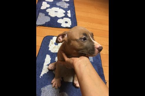 成約済の佐賀県のアメリカンピットブルテリア-75240の22枚目