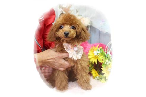 成約済の岡山県のタイニープードル-72179の4枚目