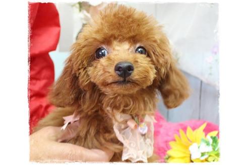 成約済の岡山県のタイニープードル-72179の3枚目