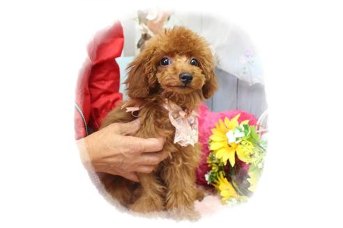 成約済の岡山県のタイニープードル-72179の2枚目