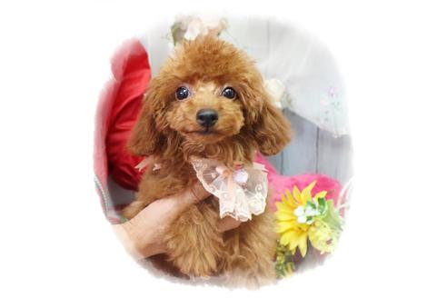 成約済の岡山県のタイニープードル-72179の1枚目