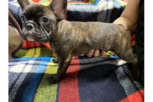 成約済の大阪府のフレンチブルドッグ-78142の4枚目