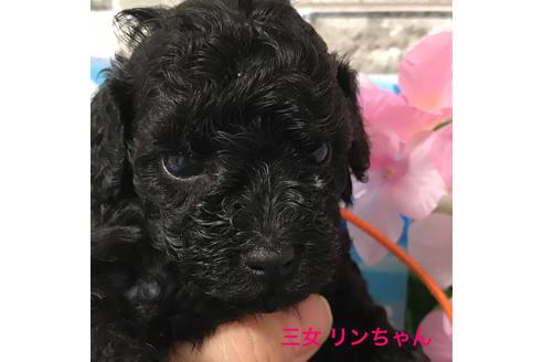 成約済の福岡県のトイプードル-79055の1枚目