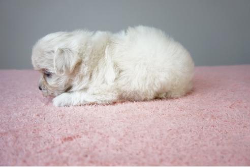 成約済の奈良県のミックス犬-79078の4枚目