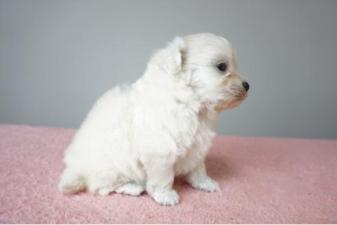 成約済の奈良県のミックス犬-79078の3枚目