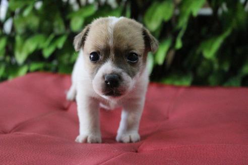 成約済の京都府のジャックラッセルテリア-79104