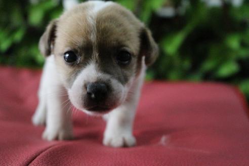 成約済の京都府のジャックラッセルテリア-79104の6枚目