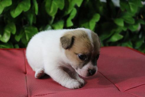 成約済の京都府のジャックラッセルテリア-79104の5枚目