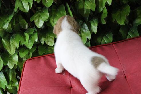 成約済の京都府のジャックラッセルテリア-79104の4枚目