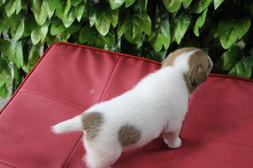 成約済の京都府のジャックラッセルテリア-79104の3枚目