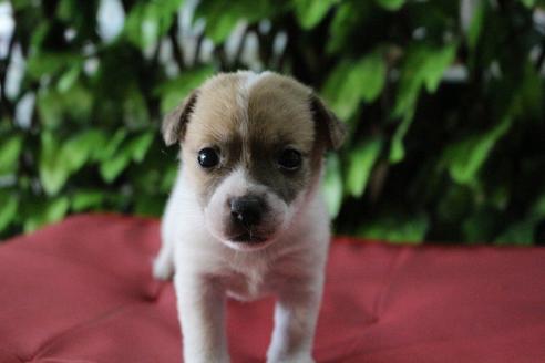 成約済の京都府のジャックラッセルテリア-79104の2枚目