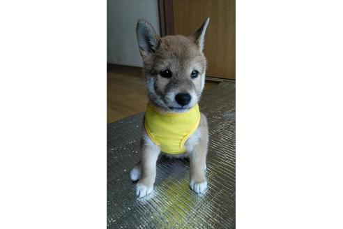 成約済の宮崎県の柴犬-78246の3枚目