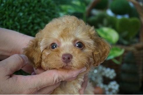 成約済の京都府のタイニープードル-79153の1枚目