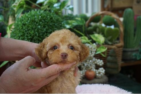 成約済の京都府のタイニープードル-79153の3枚目