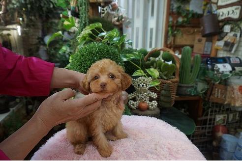 成約済の京都府のタイニープードル-79153の2枚目