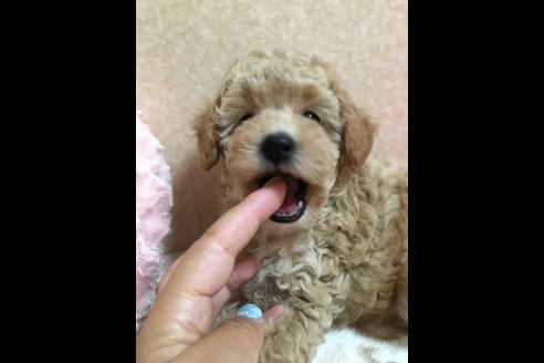 成約済の大阪府のトイプードル-76091の5枚目