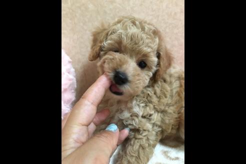 成約済の大阪府のトイプードル-76091の4枚目