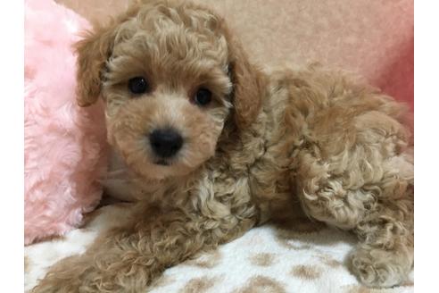成約済の大阪府のトイプードル-76091の1枚目