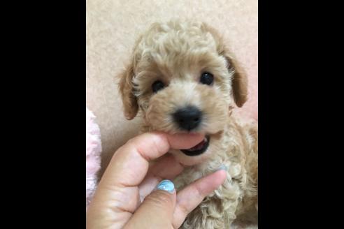 成約済の大阪府のトイプードル-76091の3枚目