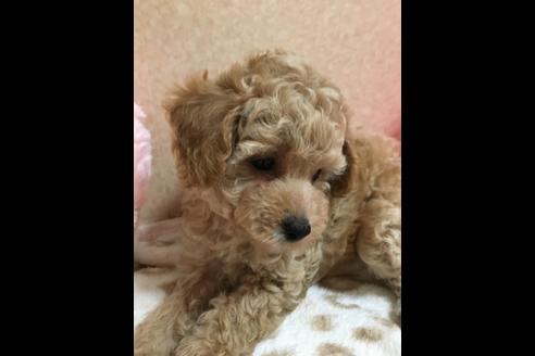 成約済の大阪府のトイプードル-76091の2枚目