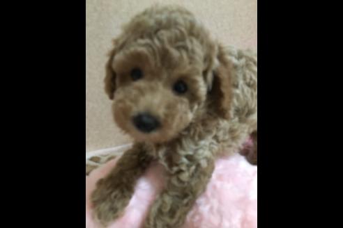 成約済の大阪府のトイプードル-76090の7枚目